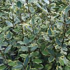 14192 Southern Living Plant Collection 749711292143