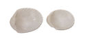 7586478 44771 Benzara Ceramic Seashell Dish 758647447718