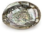 Artabs4-5 Artemistore Artemi Abalone Shell 738283732416
