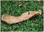 Uttermost 26 3/4" Wide Teak Wood Leaf Decorative Bowl. Fixed Price $230.40.