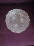 Mikasa Crystal 9" Bountiful Hostess Bowl RC149/255 Etched Cherries Light Frost.. Fixed Price $14.95.
