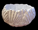 Mudpie Starfish Seashell White Glazed Terracotta Bowl 5 X 4 Inches. Fixed Price $50.00.
