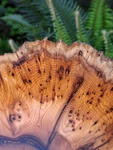 Pacific Yew Wood Live Edge Bowl! Incredible! Highly Figured Dovecote (907). Fixed Price $120.00.