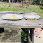 Vintage 1970S Noritake China Progression Flower Time 9072 Platter & Serving Bowl. Fixed Price $23.71.