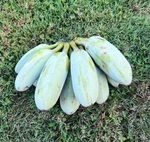 Live Ice Cream Banana Plant, 4 6" Tall, No Pot, Edible Sweet Fruit, Fast Growing. Fixed Price $49.99.