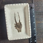 Mud Pie Antler Ramekin Ceramic Glossy Rectangular Dish 5X3.5IN Mpn 4854023. Fixed Price $12.99.