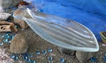 Crate & Barrel Shoal Fish Platter Nwt- What Great Catch For The Dinner Table!. Fixed Price $49.95.