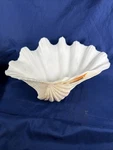 Vintage 10 Giant Natural Clam Shell Salad Bowl Table Beach Cor. Fixed Price $76.99.