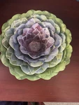 Nicole Miller Melamine Succulent Nesting Bowls. Fixed Price $40.00.