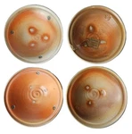 Signed Studio Pottery Earth Tone Spiral Glaze Artisan Ceramic Bowls Set Of 4. Fixed Price $79.99.